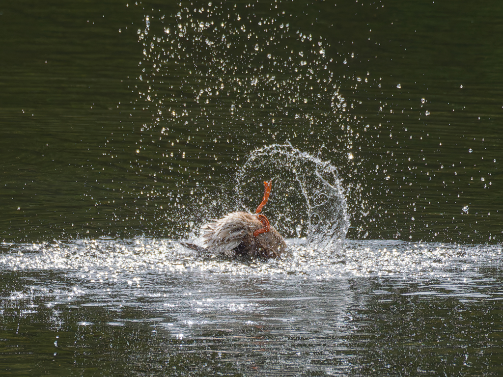 アーティスティックスイミング