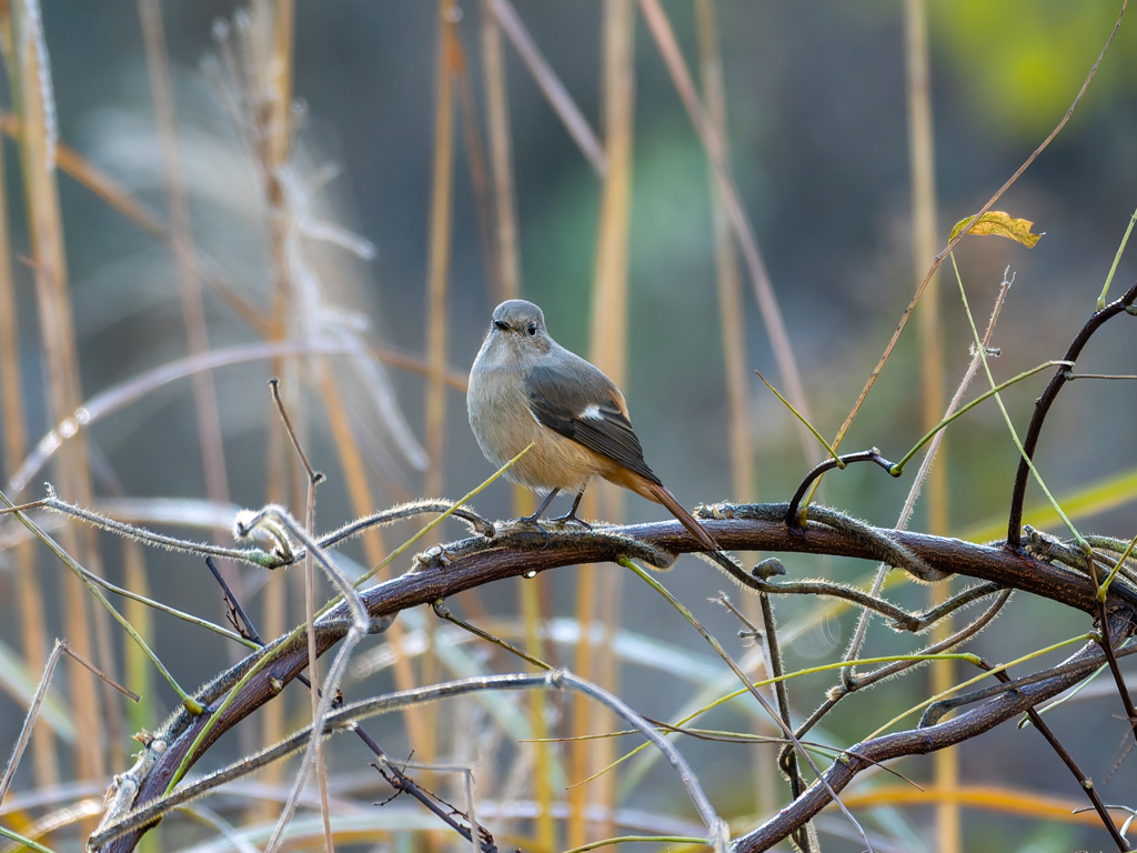 天然のクリスマスリース
