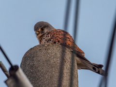 今年の初鳥さん
