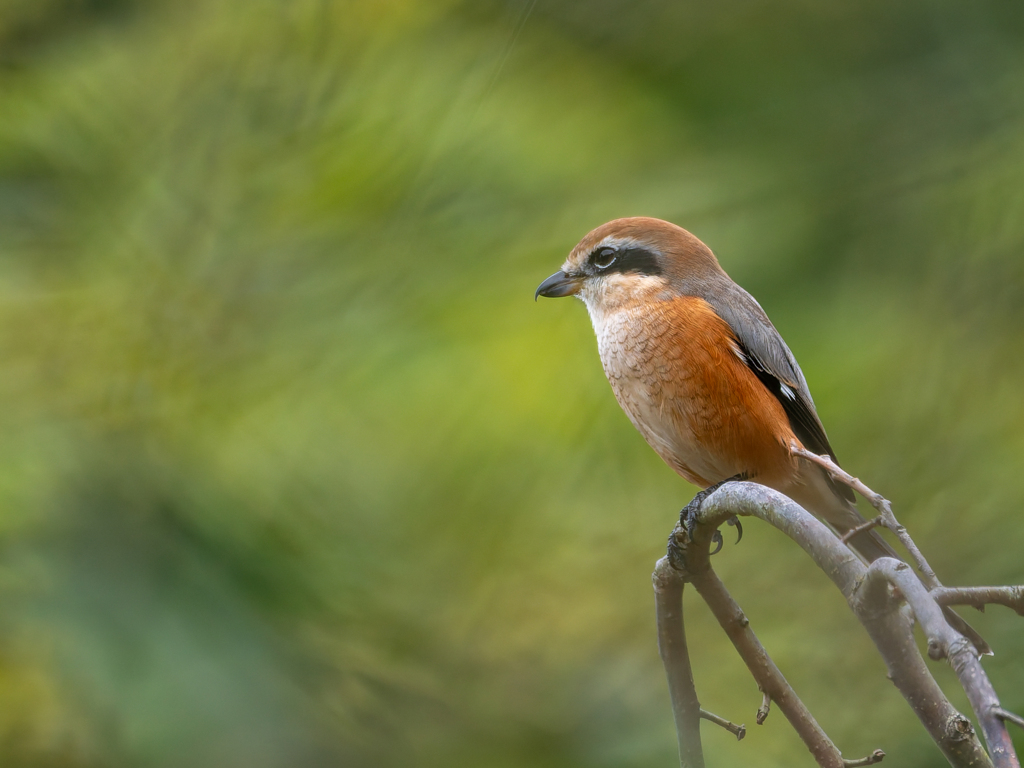 頑張れ「もずやん」