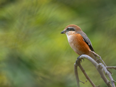 頑張れ「もずやん」