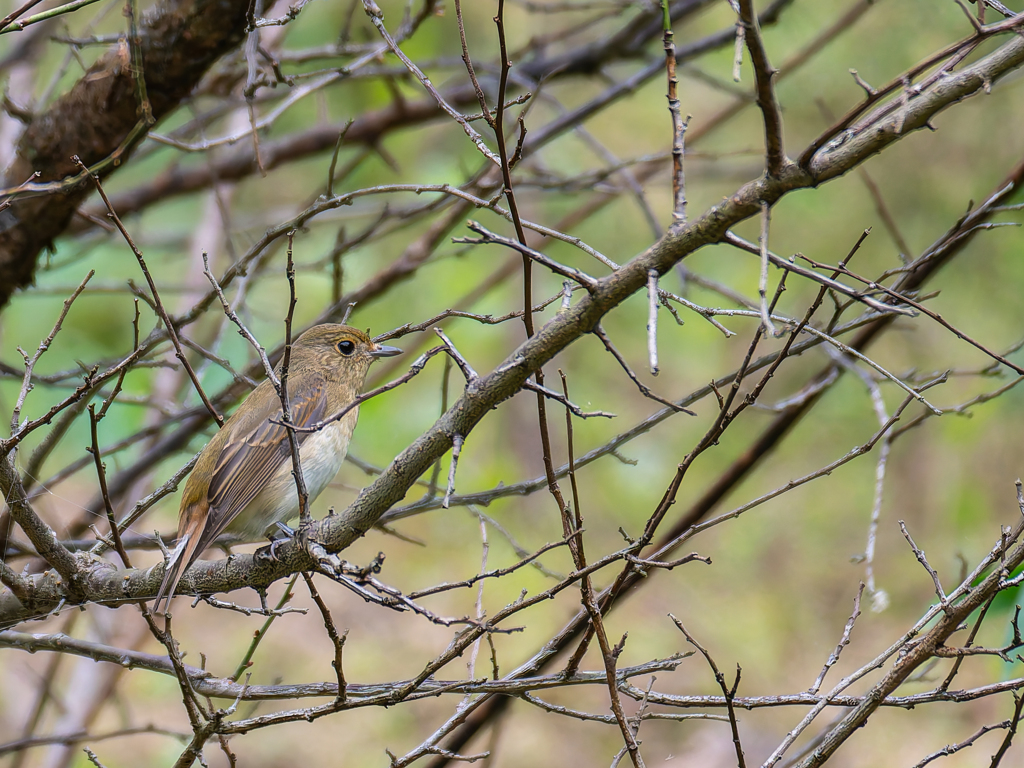 籠の鳥