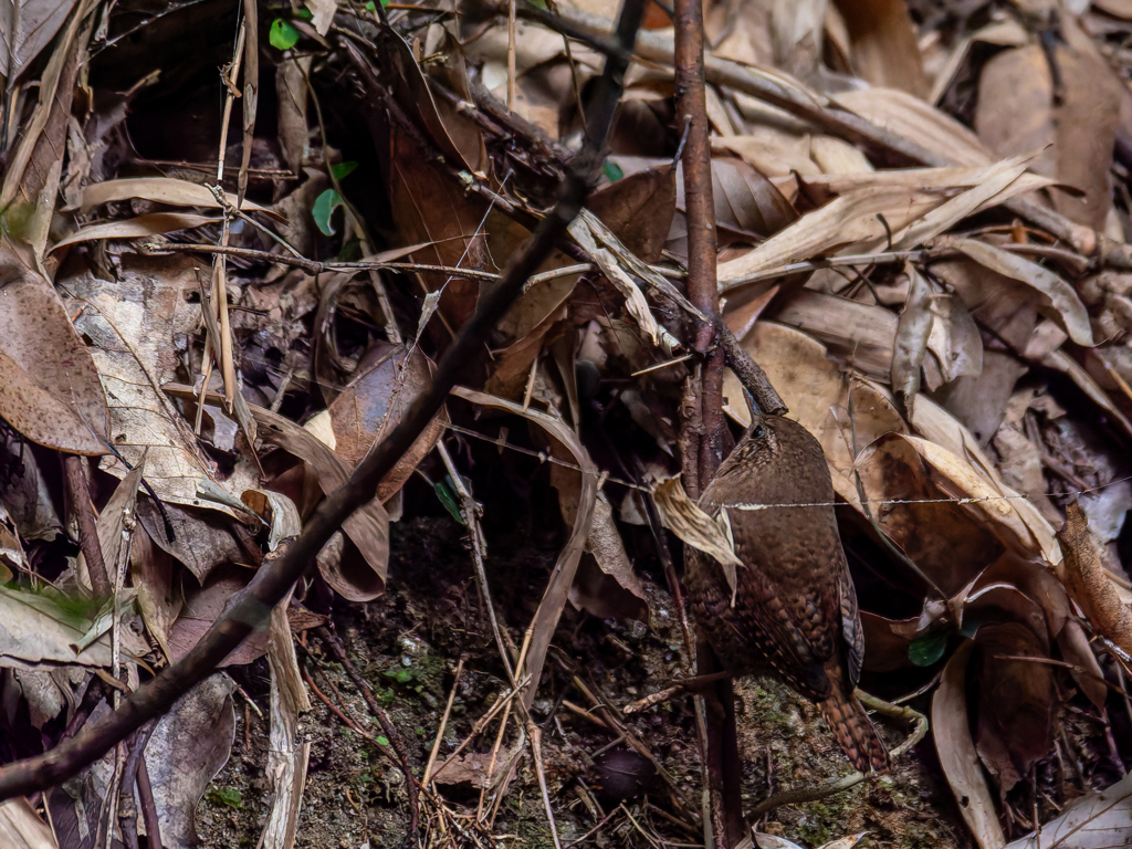 Dry leaf spirit