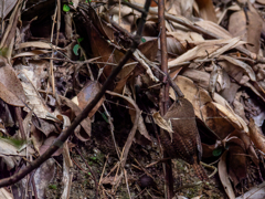 Dry leaf spirit