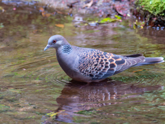 水ぬるむ