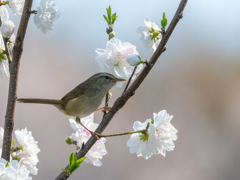 梅に鶯、十点