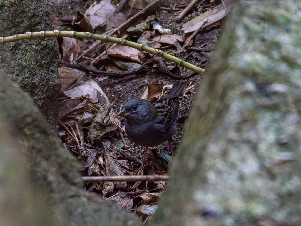 やっと全身が入った