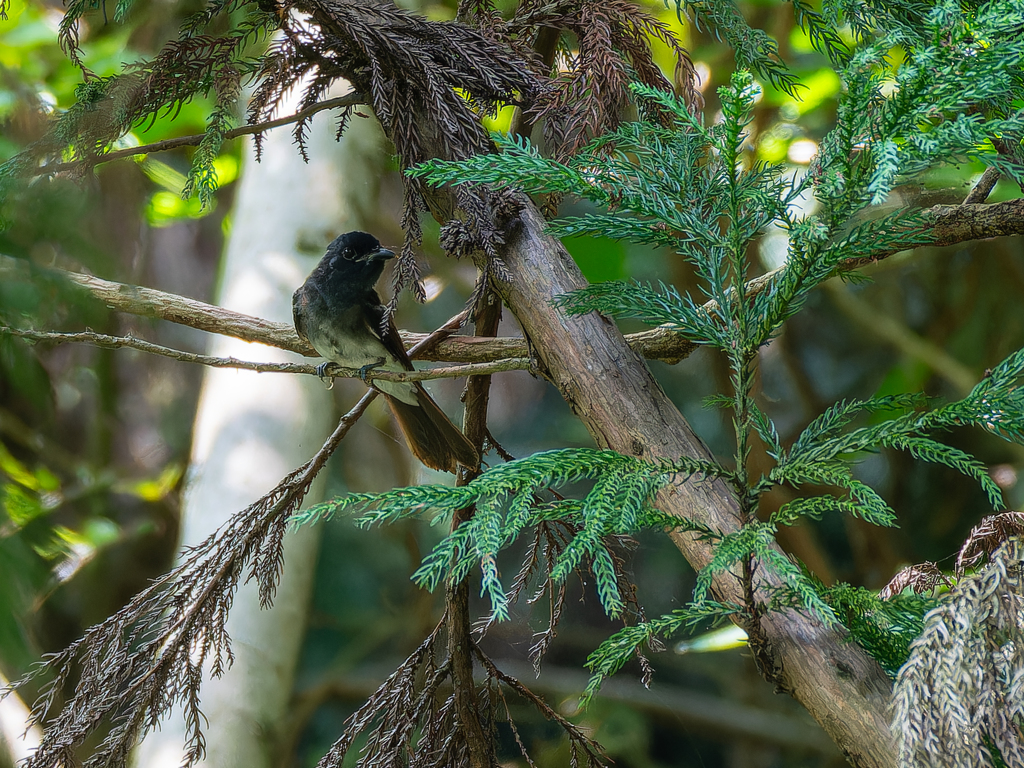 若鳥が居た