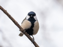 私には鳥の気持ちが分る