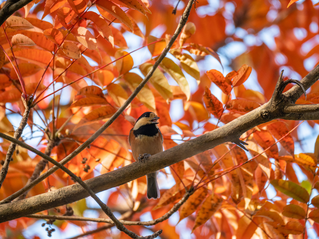 紅の屛風