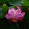 蓮2