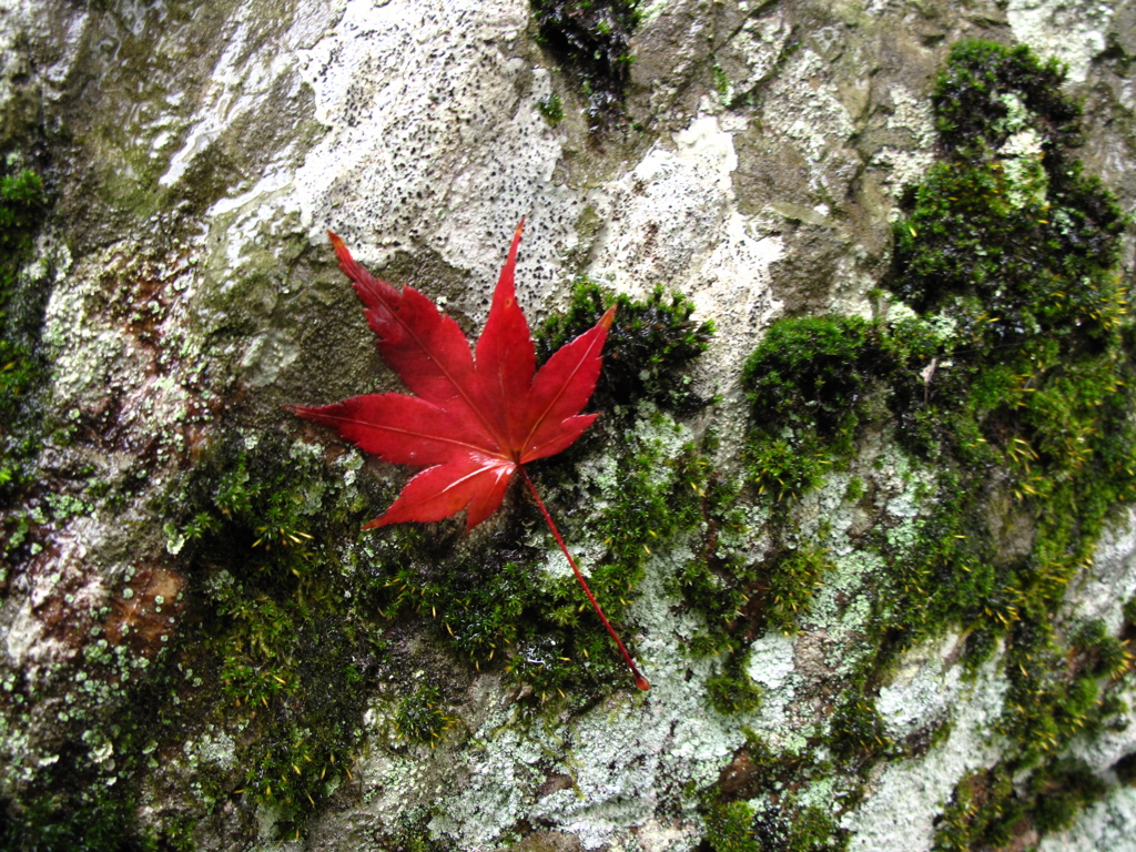 紅一点