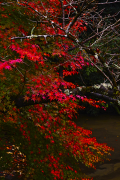 京都、紅葉。