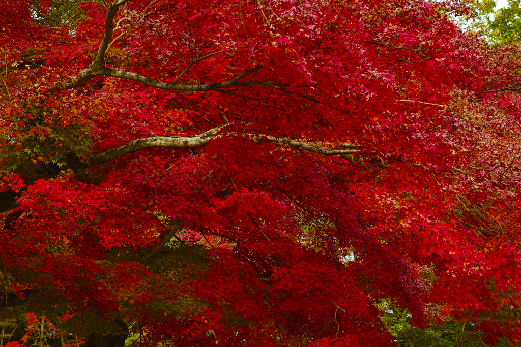 京都、紅葉。