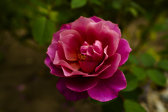 柔らかく咲き誇る薔薇