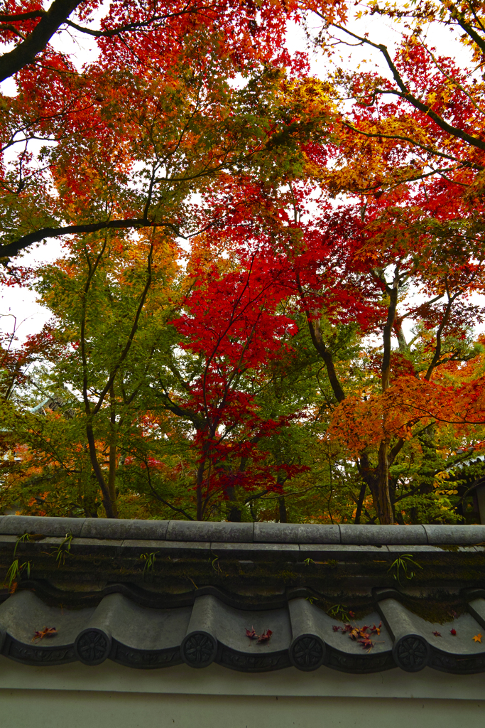 京都、紅葉。