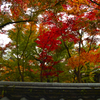 京都、紅葉。