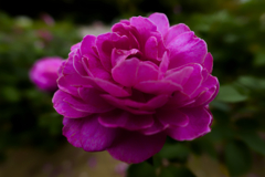 鮮やかに咲く薔薇