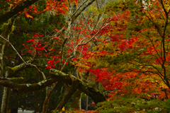 京都、紅葉。