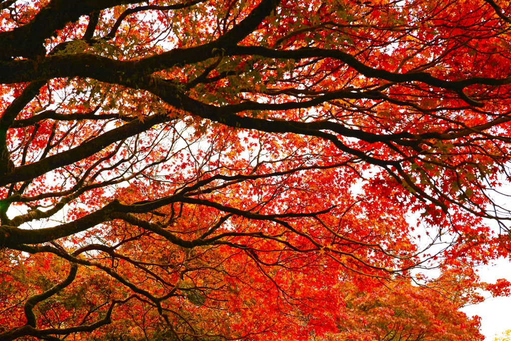 京都、紅葉。