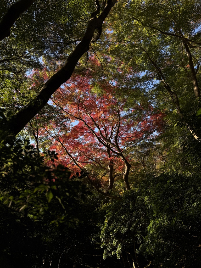 京都紅葉