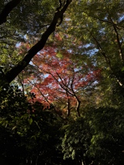 京都紅葉