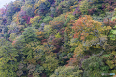 九重夢大橋_3