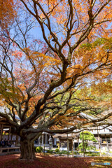 雷山千如寺大悲王院2