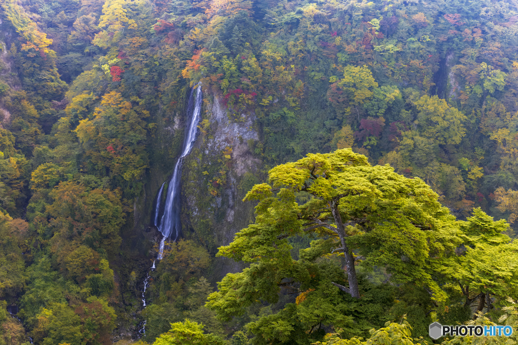 九重夢大橋_1