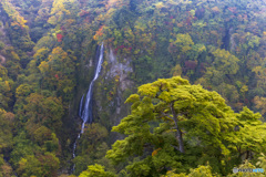 九重夢大橋_1