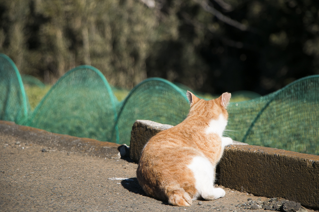 Cats mind