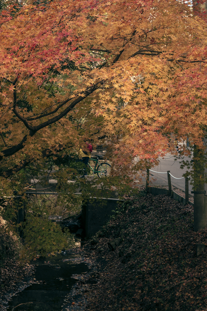 川の紅葉