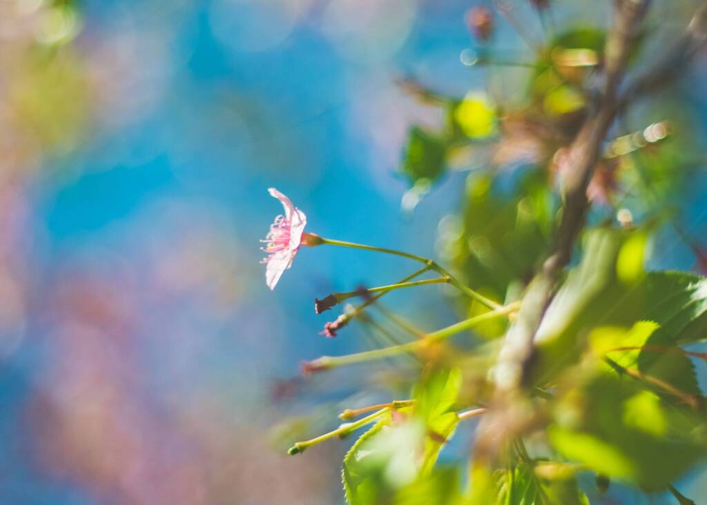 葉桜は甘酸っぱく香る