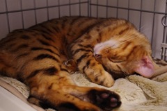 猫カフェその１