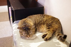 猫カフェその２
