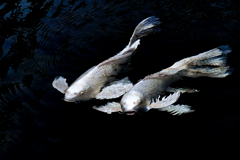 ヒレナガ鯉