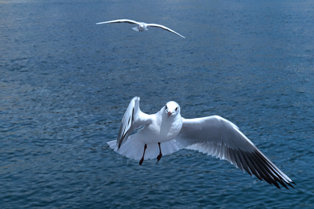 海鳥