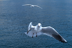海鳥