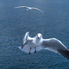 海鳥