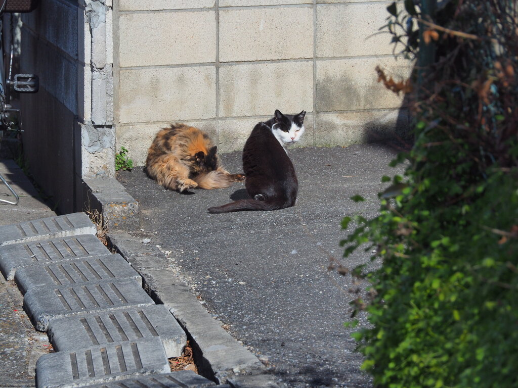 ようかい毛玉？と見張り