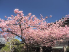 早咲きの桜の満開の下