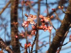 頼朝桜
