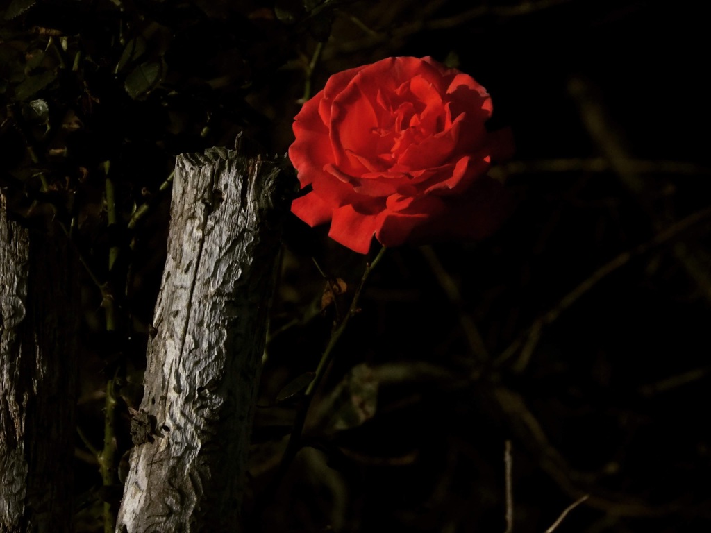 枯れ木に薔薇