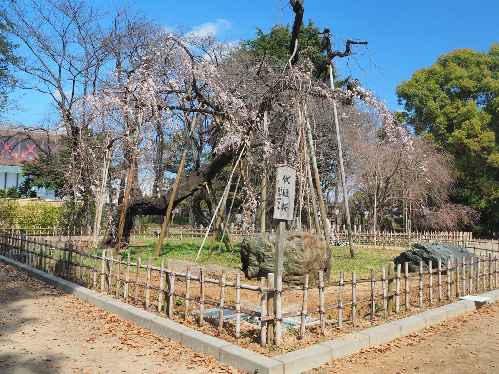 伏姫桜 ❬真間山 弘法寺❭