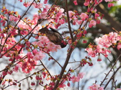 あらやだワタシ無我夢中❬真間山 弘法寺❭