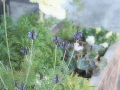 ときめきを......