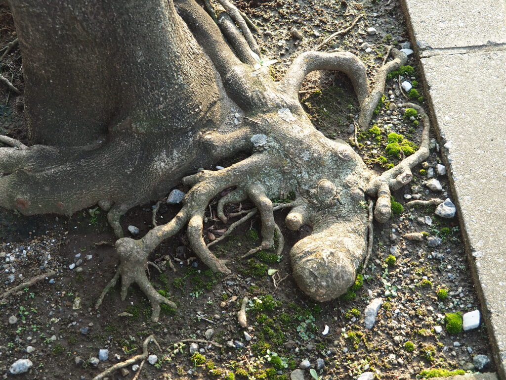蠢く