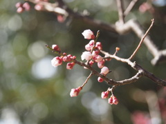 ささやき