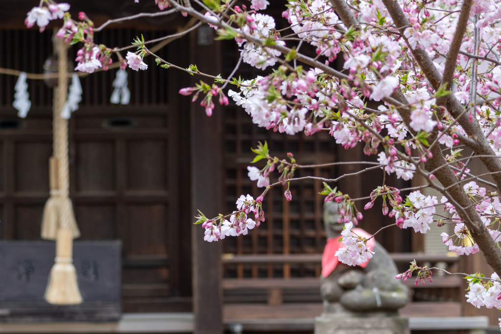 神社の桜