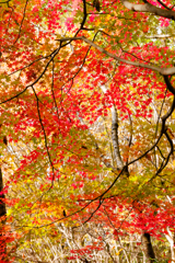 紅葉グラデーション